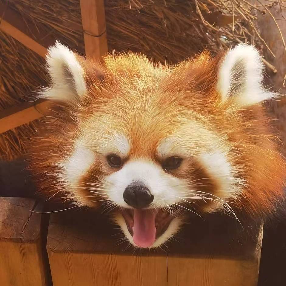 小熊猫的测试用博客